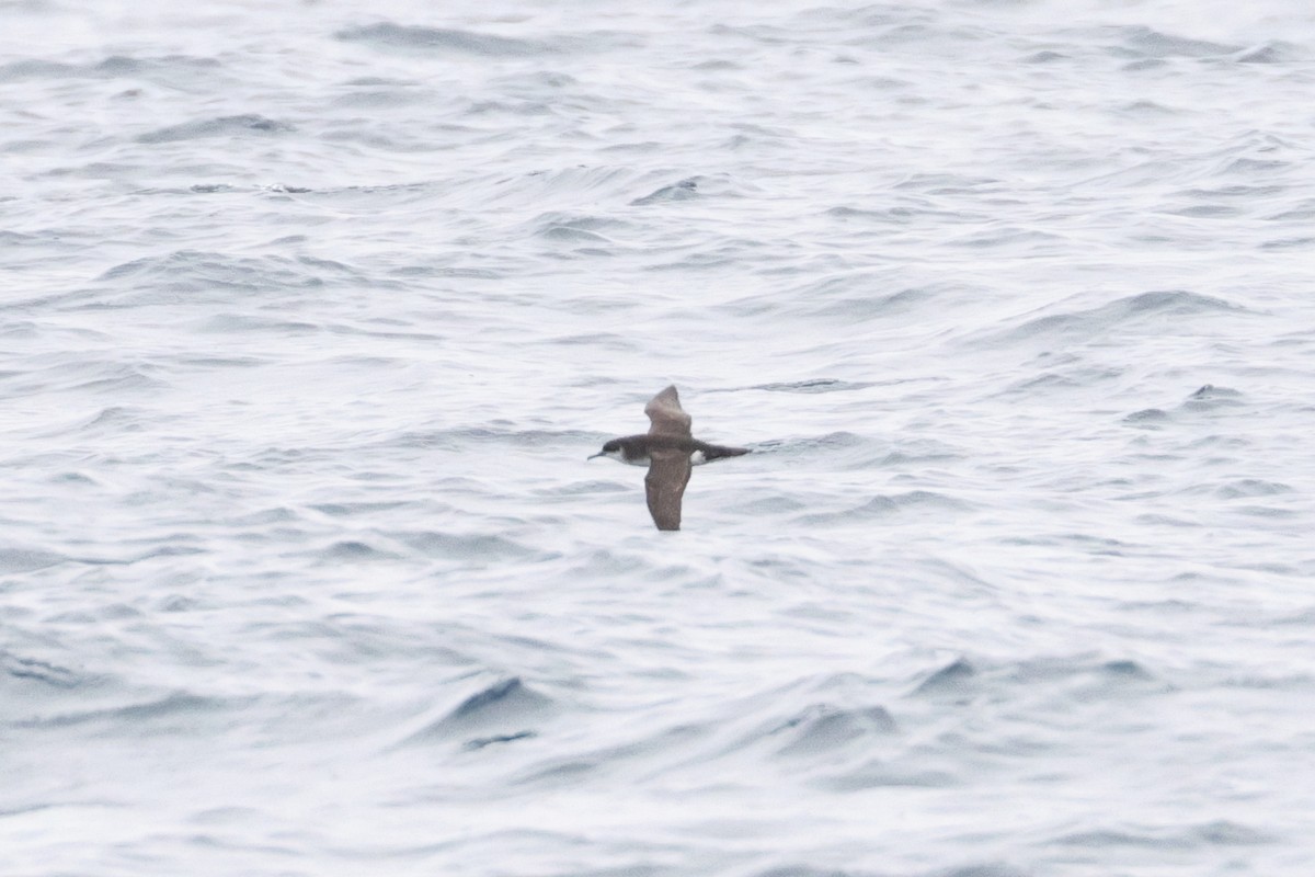 buřňák severní - ML645420449