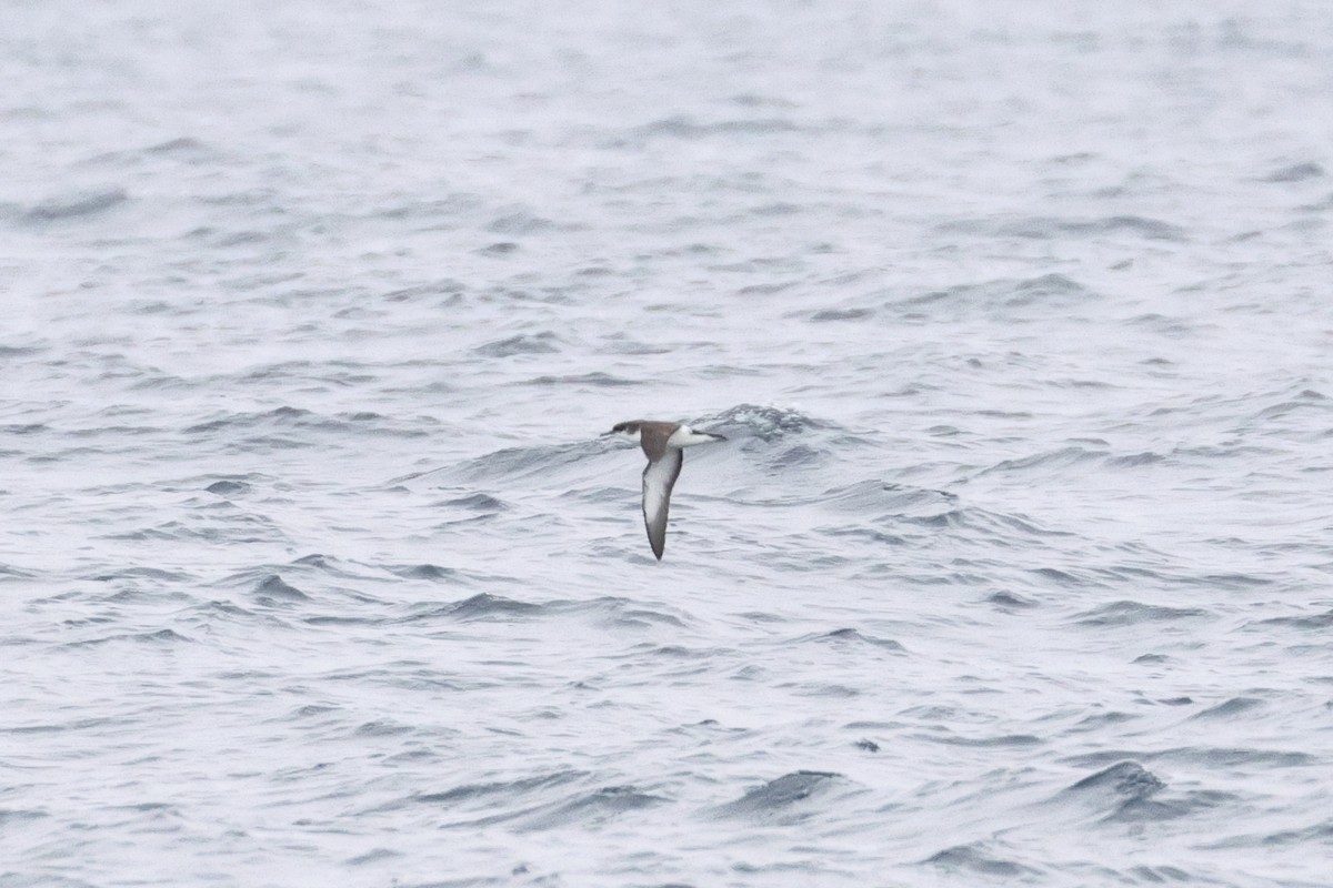 buřňák severní - ML645420450