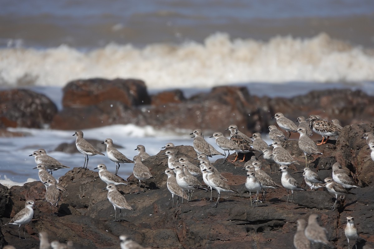 Tibetan Sand-Plover - ML645420455
