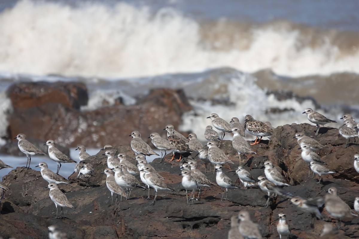 Tibetan Sand-Plover - ML645420456