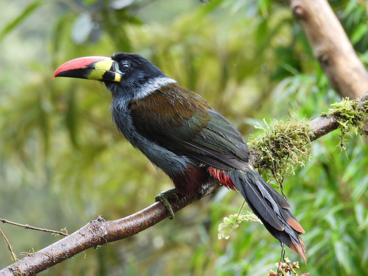 Gray-breasted Mountain-Toucan - ML645420465
