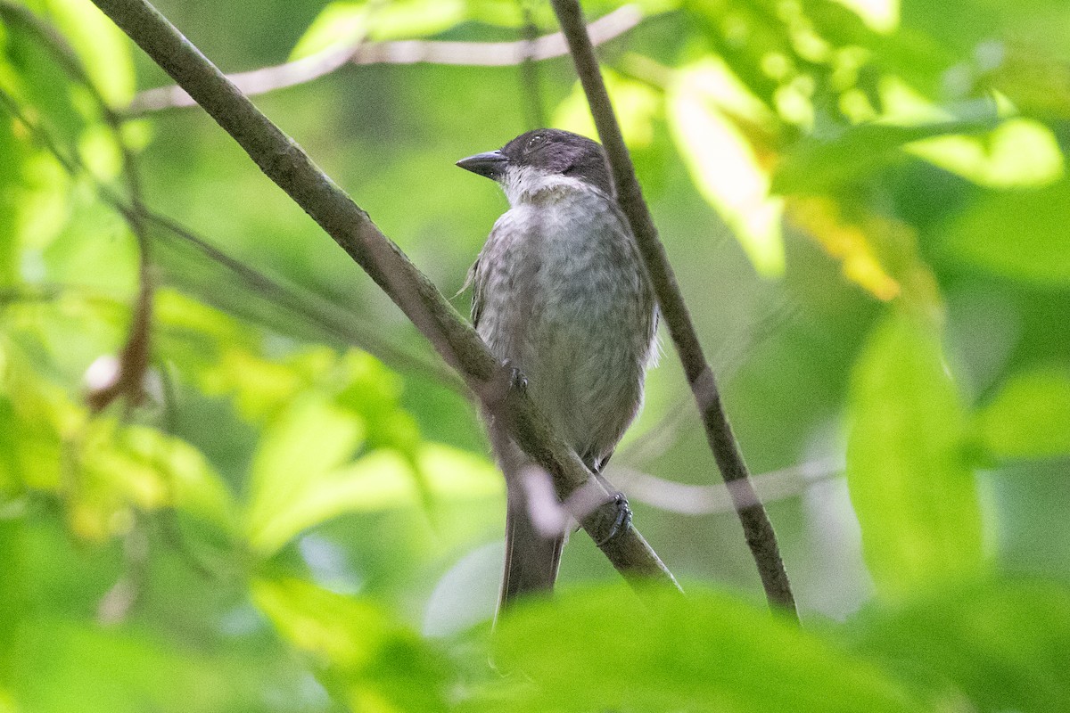 Puerto-Rico-Tangare - ML645420474