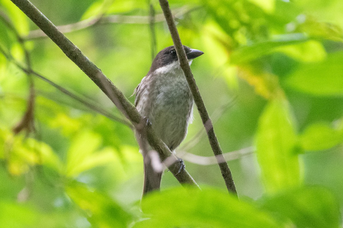 Puerto-Rico-Tangare - ML645420475