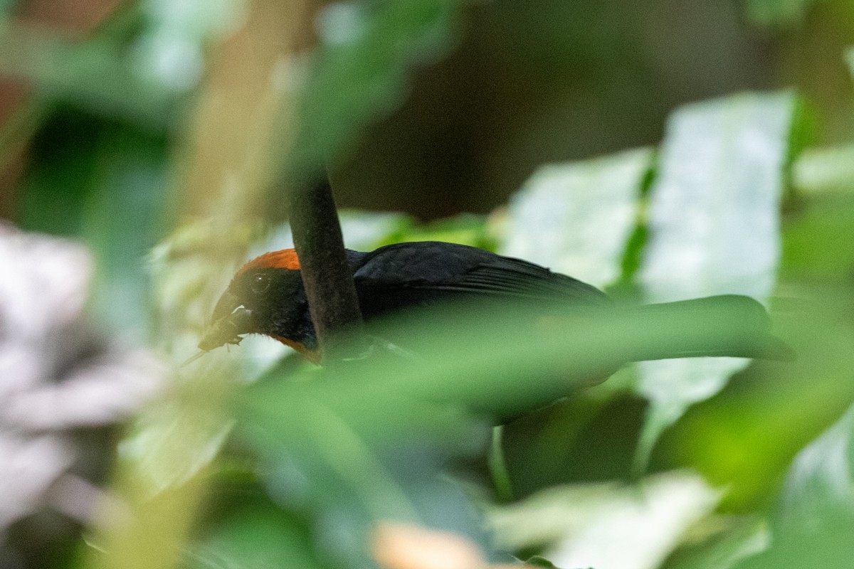 Puerto Rican Bullfinch - ML645420485