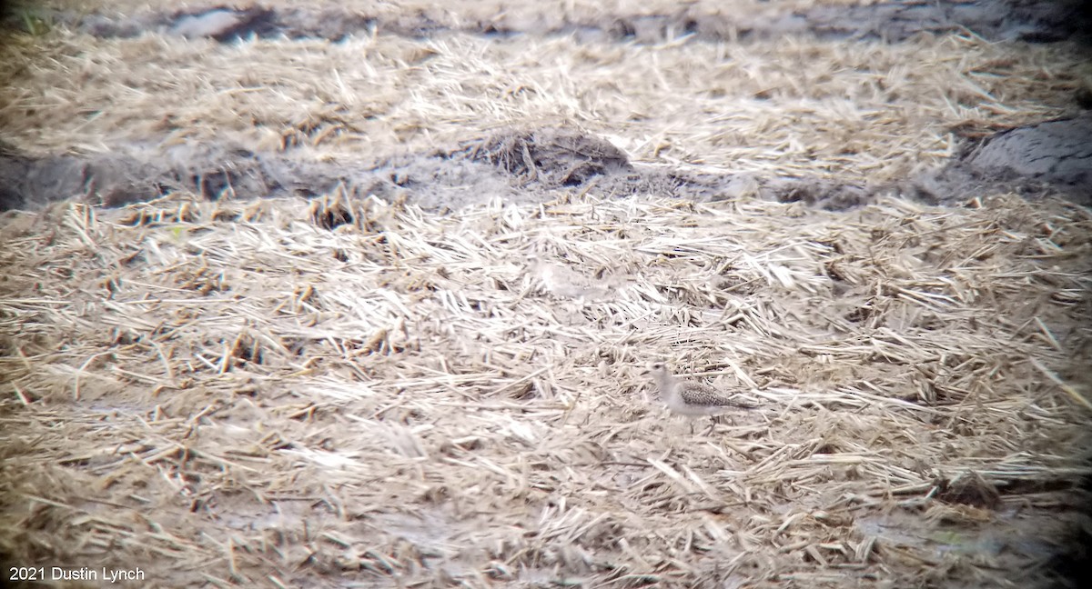 アメリカムナグロ - ML645420486