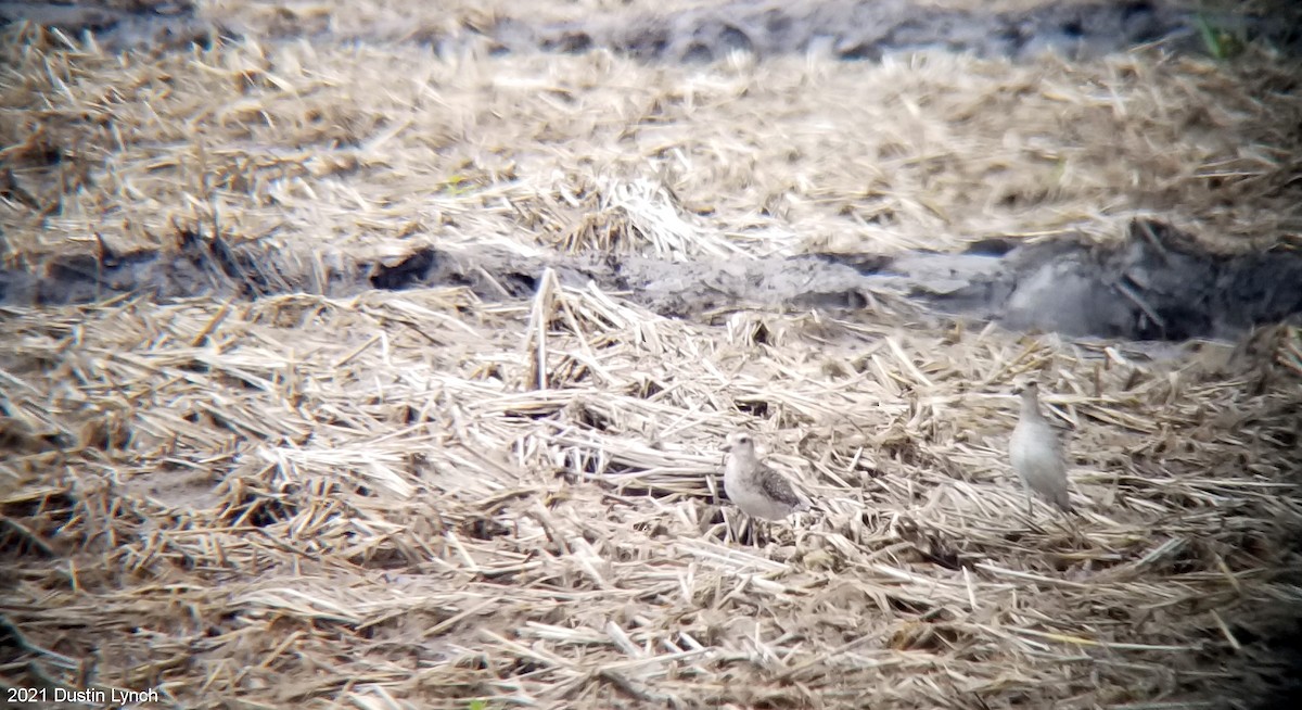 アメリカムナグロ - ML645420487