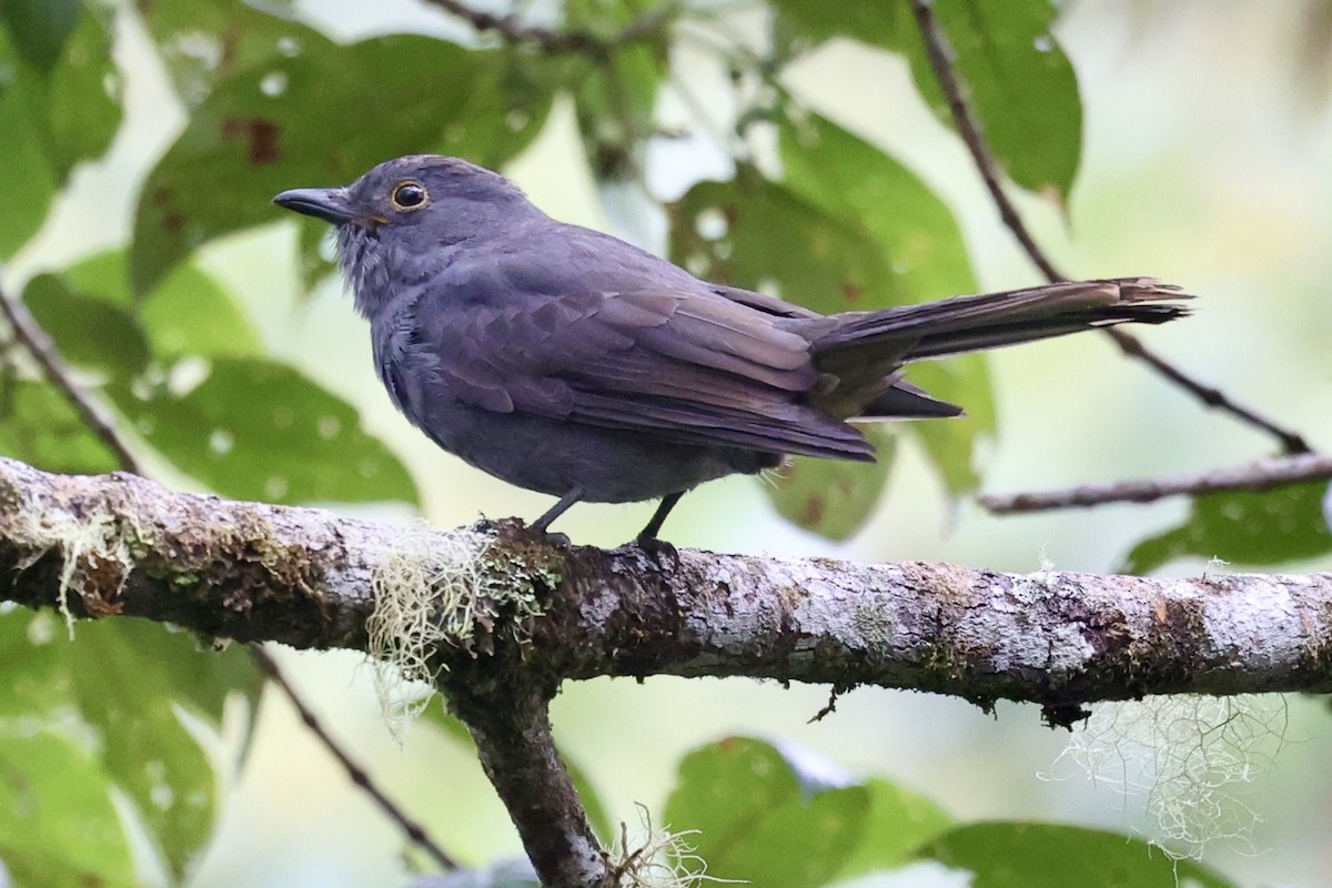 Chestnut-capped Piha - ML645420494