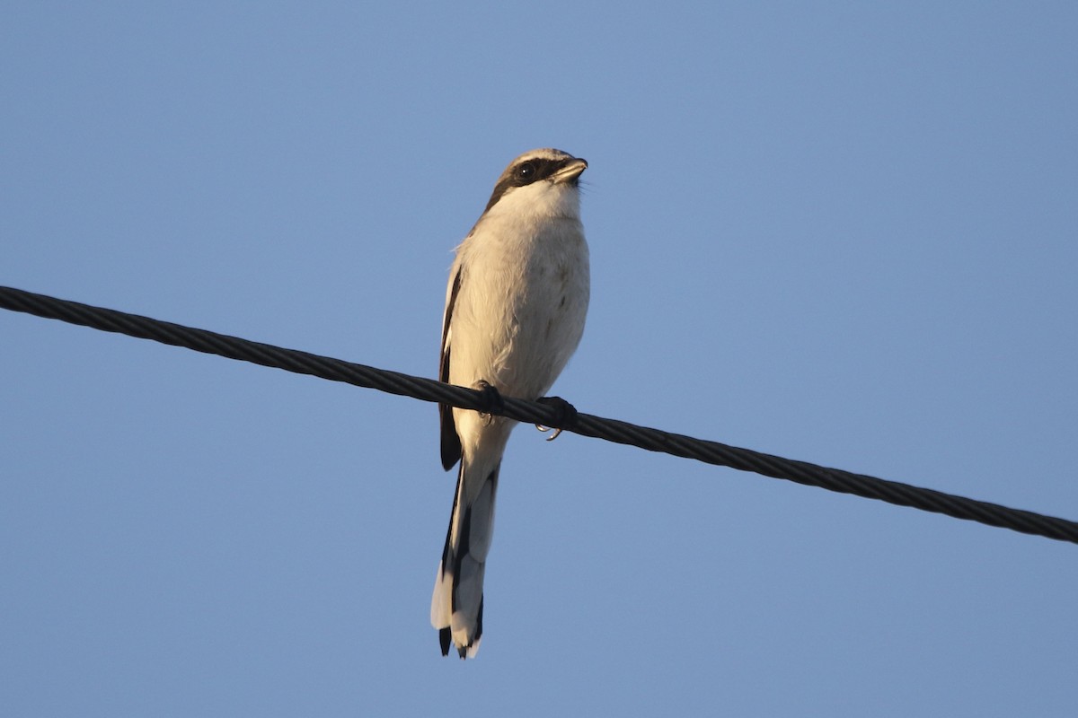Loggerhead Shrike - ML645420495