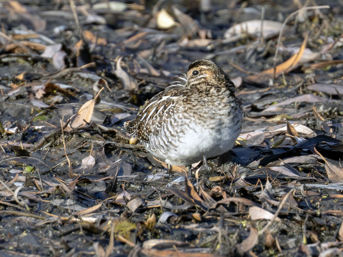 Wilson's Snipe - ML645420499