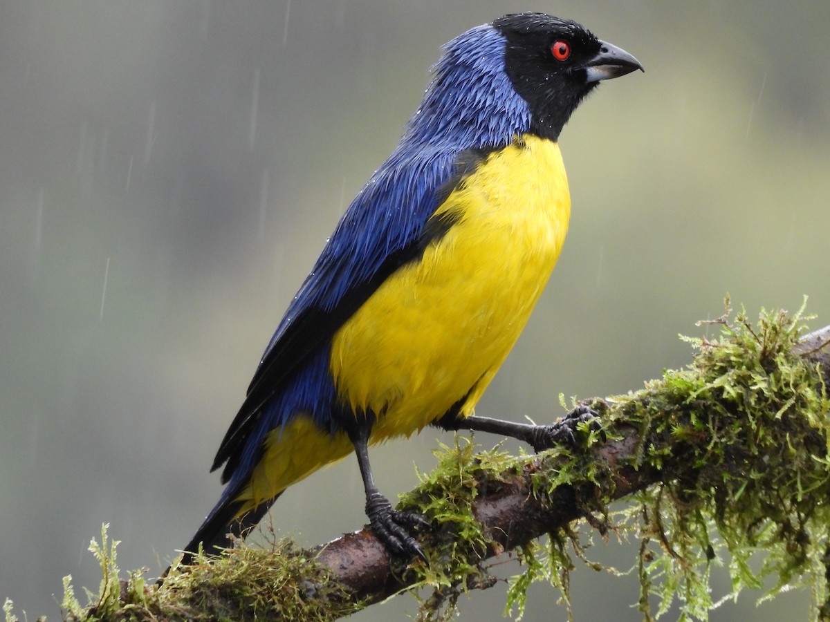 Hooded Mountain Tanager - ML645420503