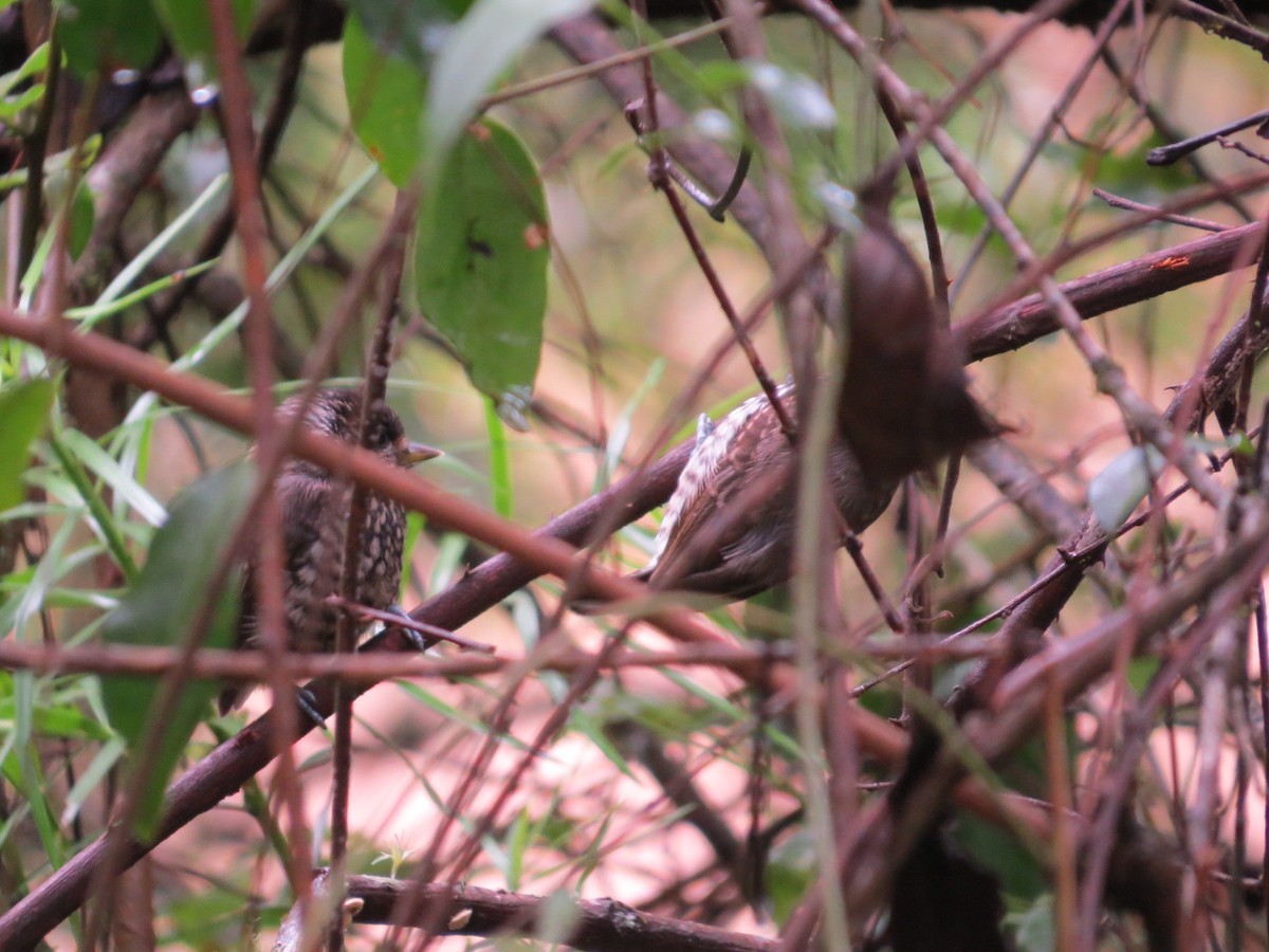 Carpinterito Variable - ML645420504