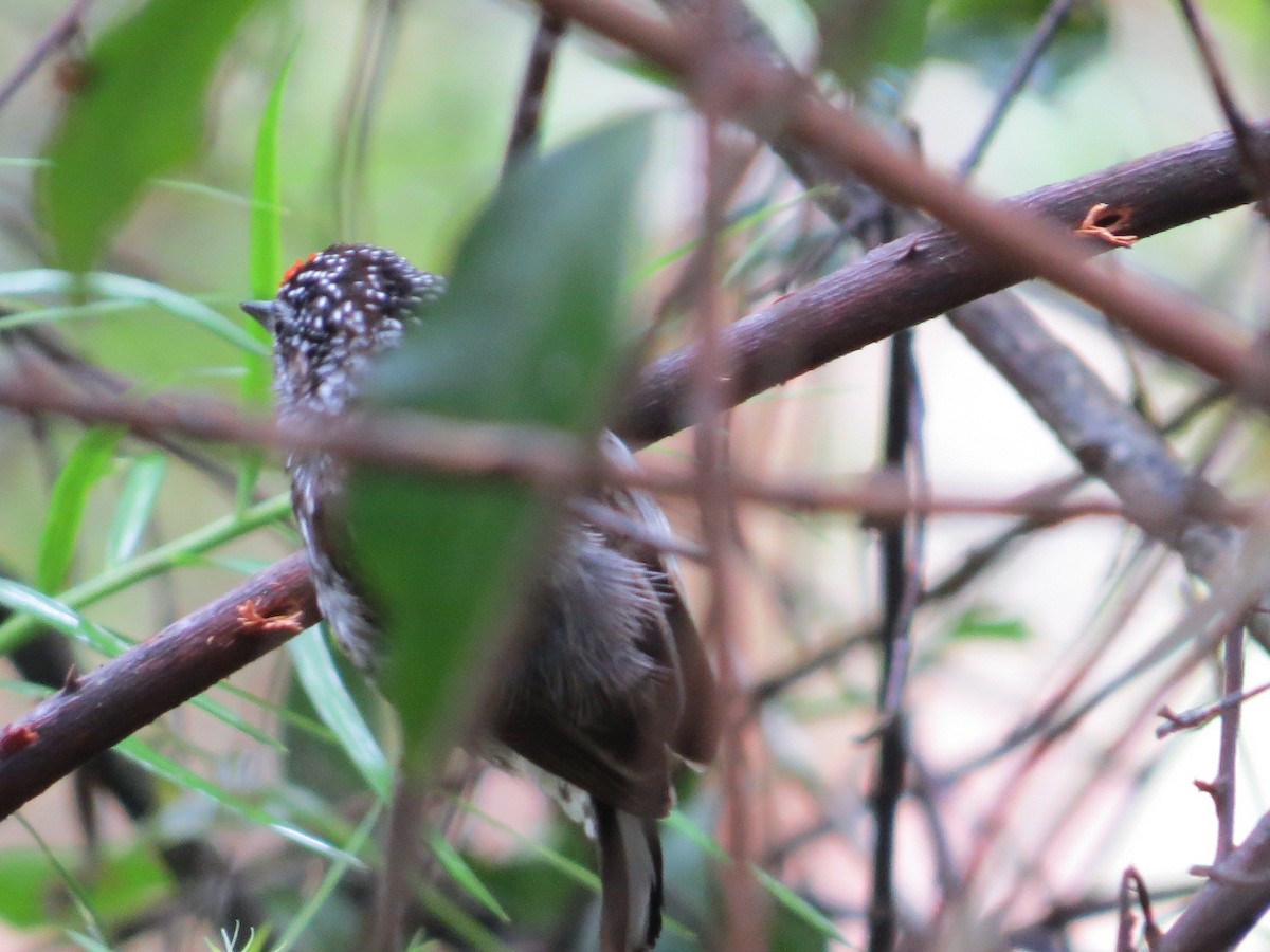 Carpinterito Variable - ML645420505