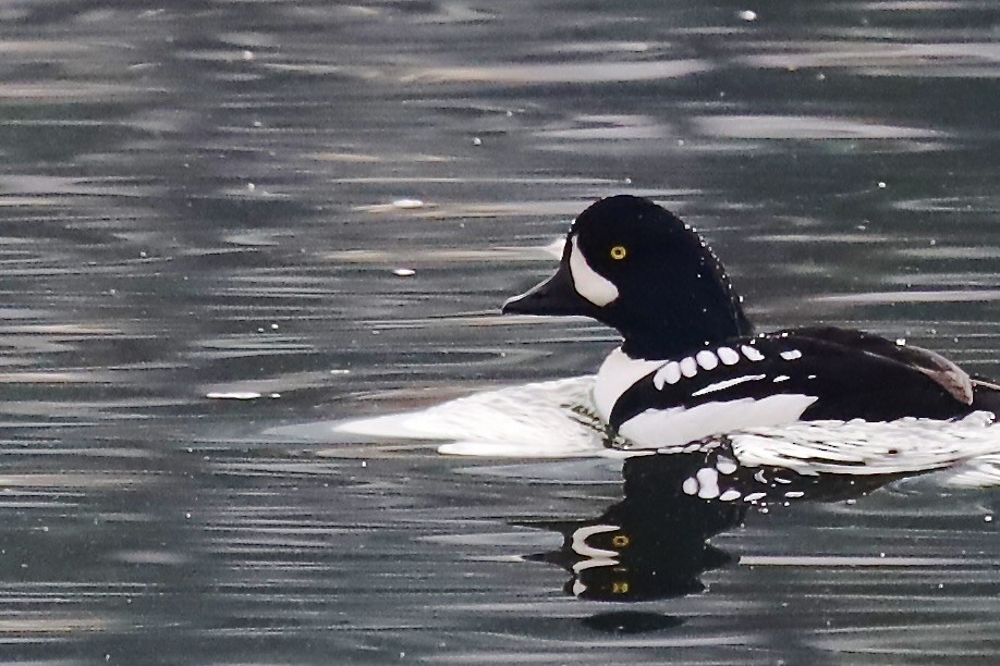 Murgilari islandiarra - ML645420506