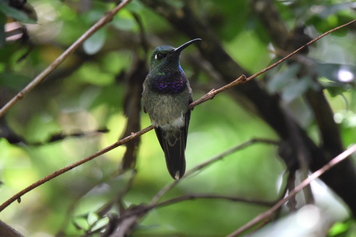 Violet-chested Hummingbird - ML645420507