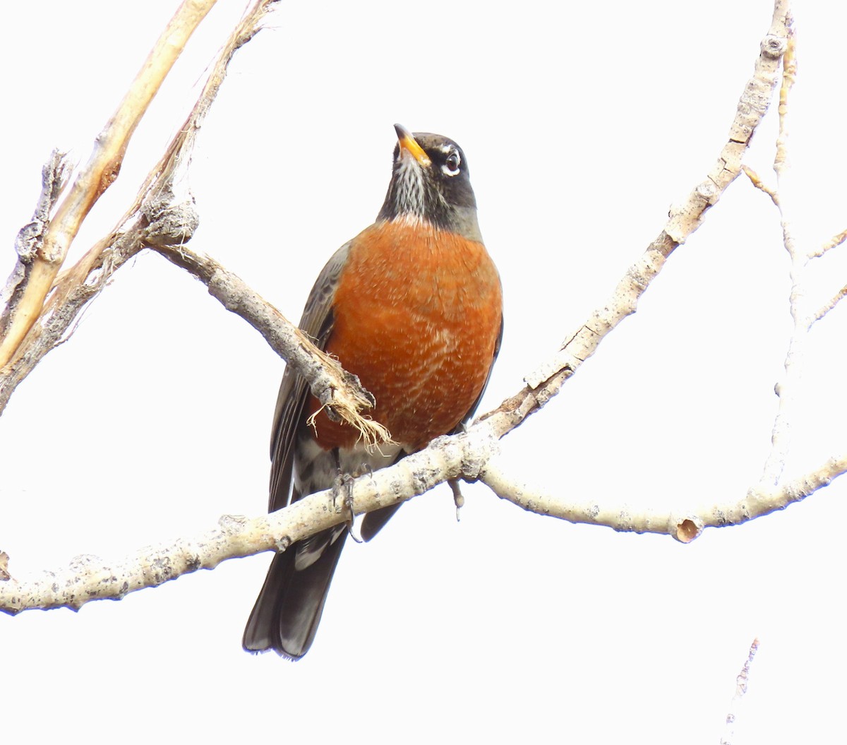 Дрізд мандрівний - ML645420514