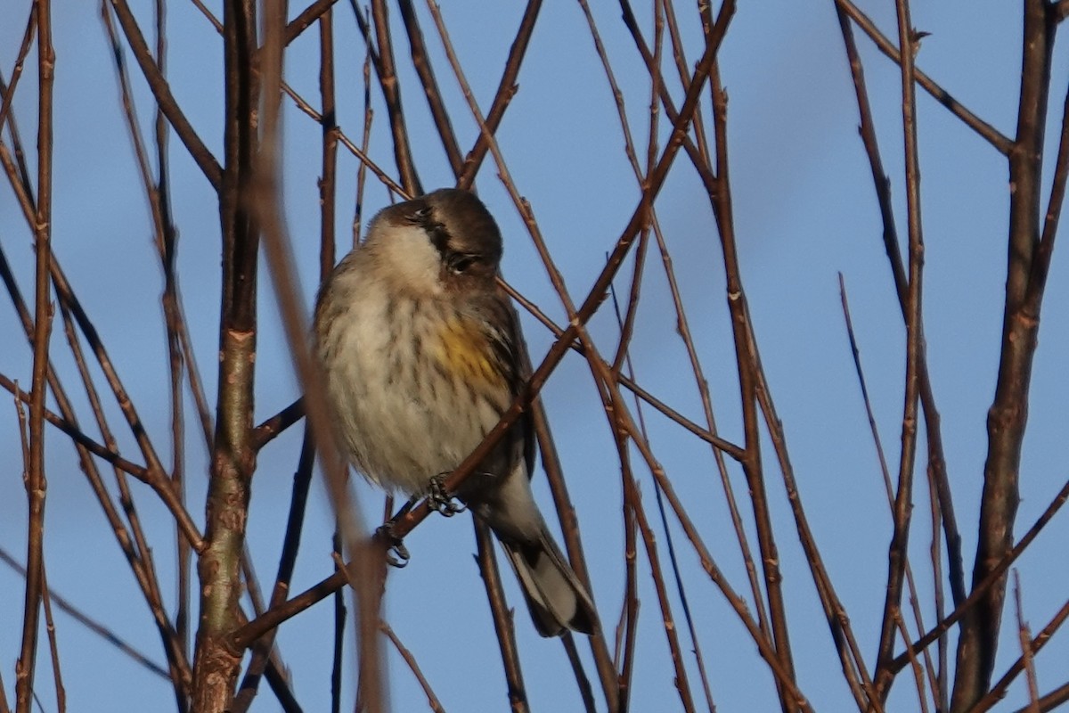 Yellow-rumped Warbler - ML645420515