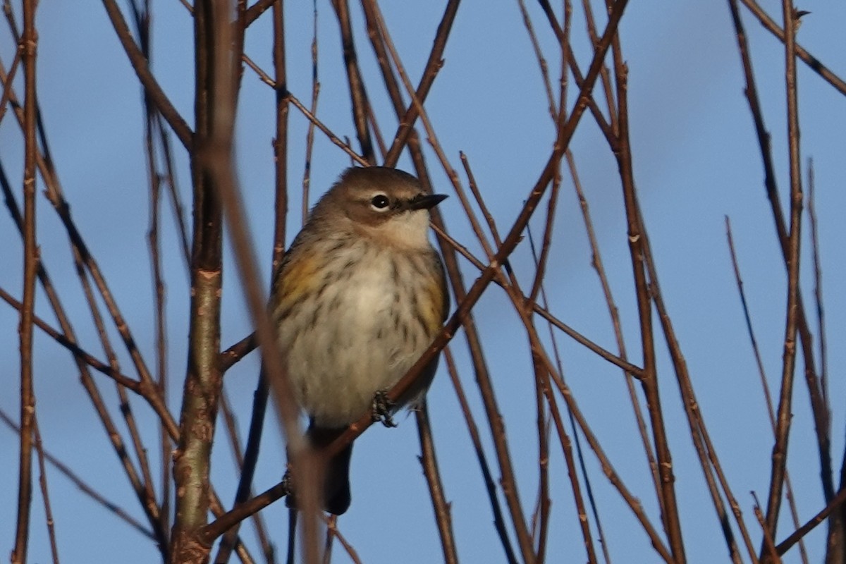 Yellow-rumped Warbler - ML645420516
