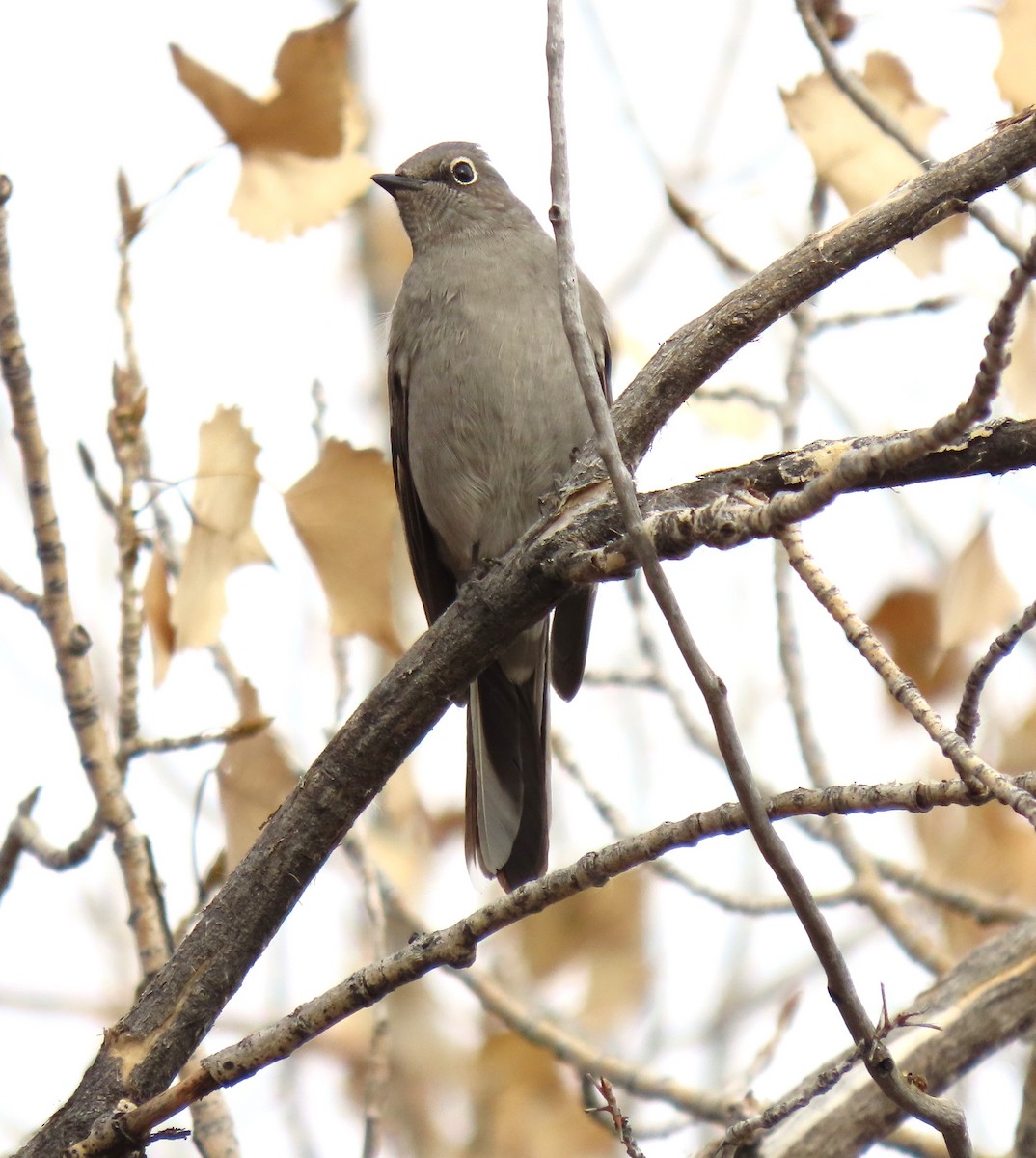 Townsend's Solitaire - ML645420518