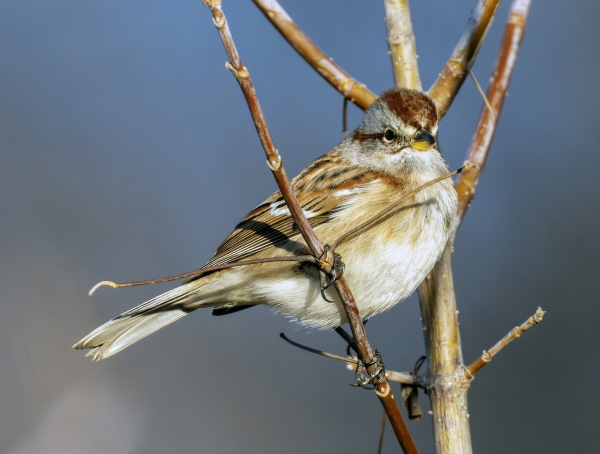 ムナフヒメドリ - ML645420534