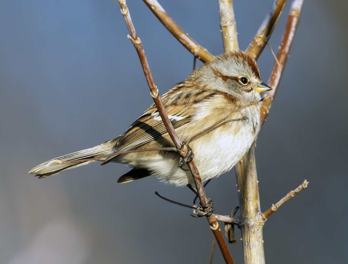 ムナフヒメドリ - ML645420535