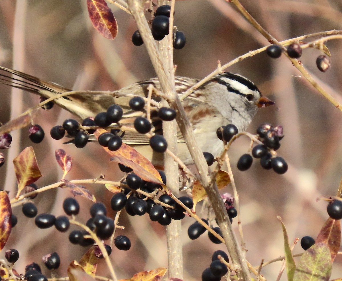 White-crowned Sparrow - ML645420547