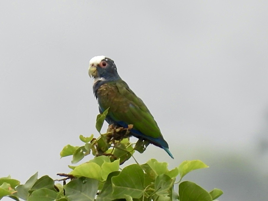 Loro Senil - ML645420553