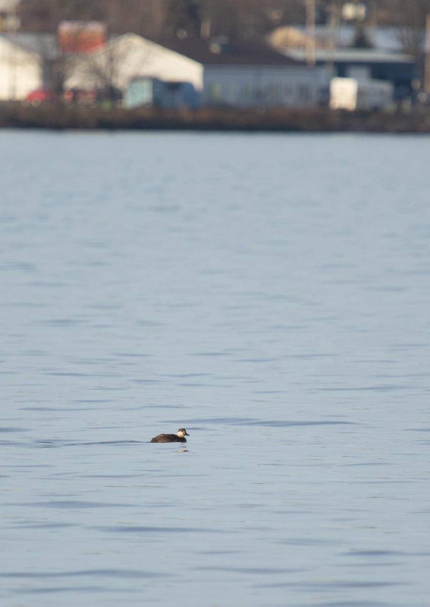 Black Scoter - ML645420560