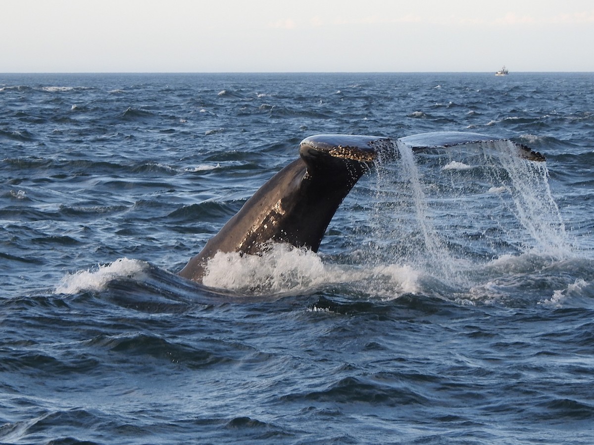 Humpback Whale - ML645420563