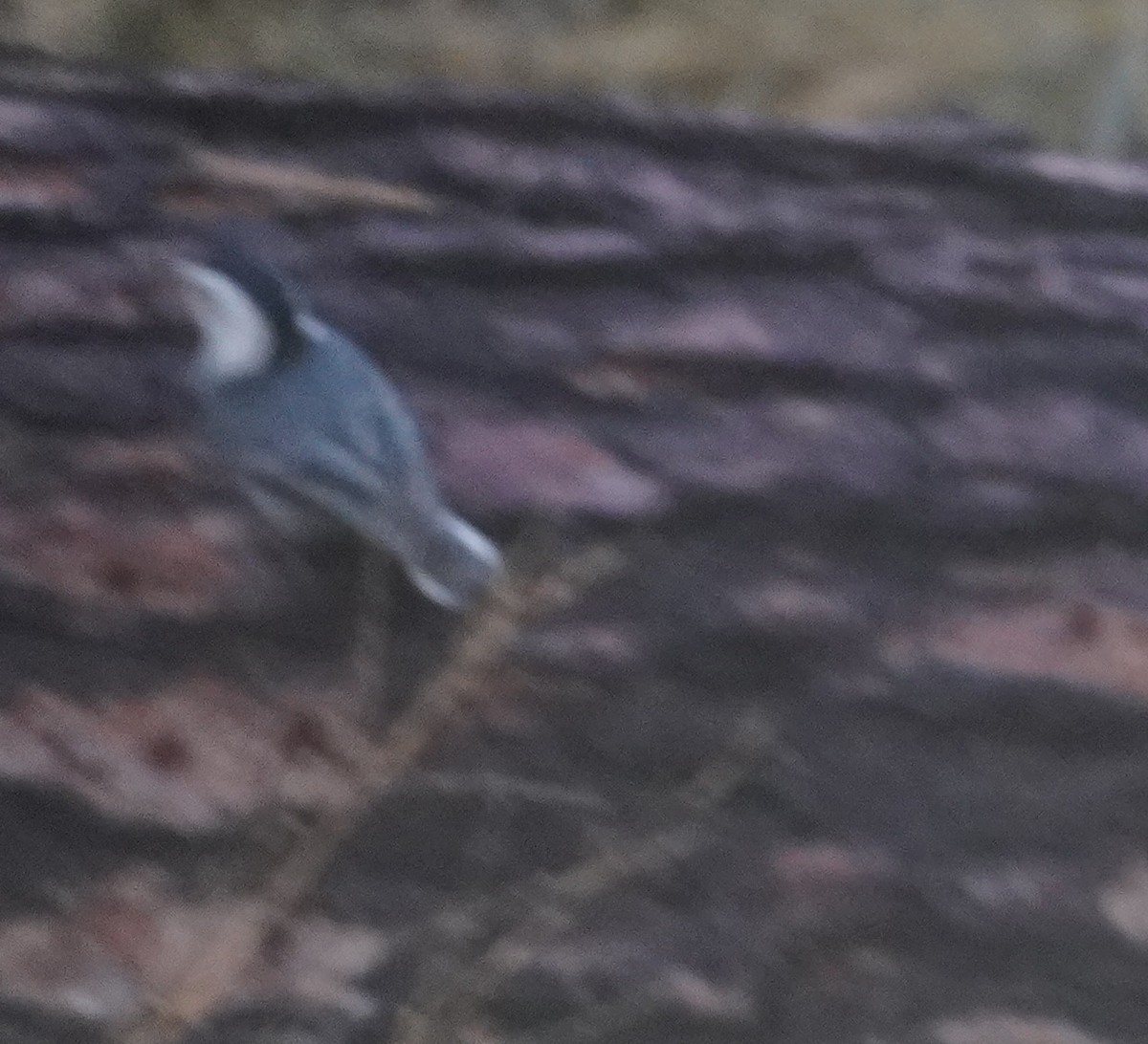 Sittelle à poitrine blanche - ML645420564