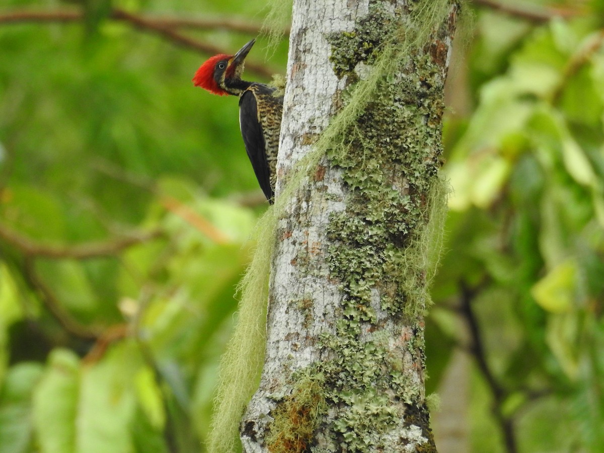 Lineated Woodpecker - ML645420565