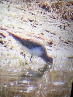 Correlimos sp. - ML645420566