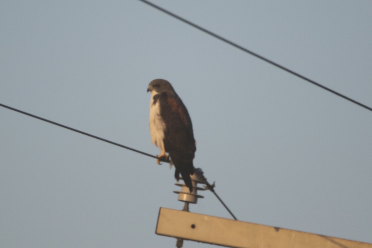 White-tailed Hawk - ML645420573
