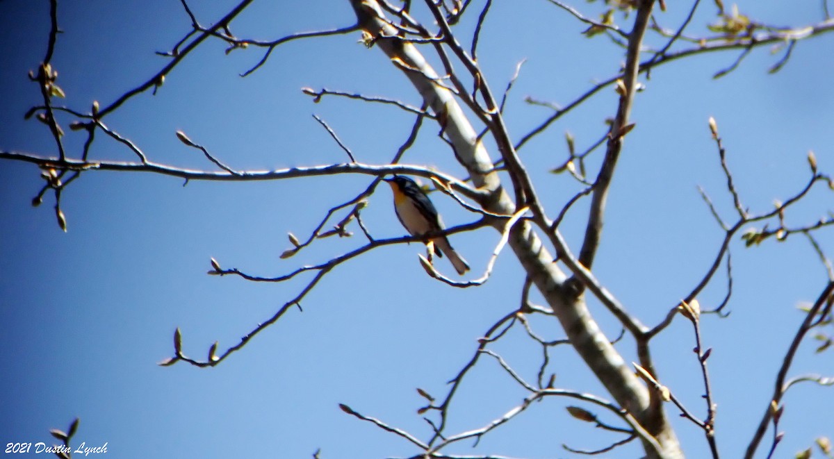 キノドアメリカムシクイ - ML645420576