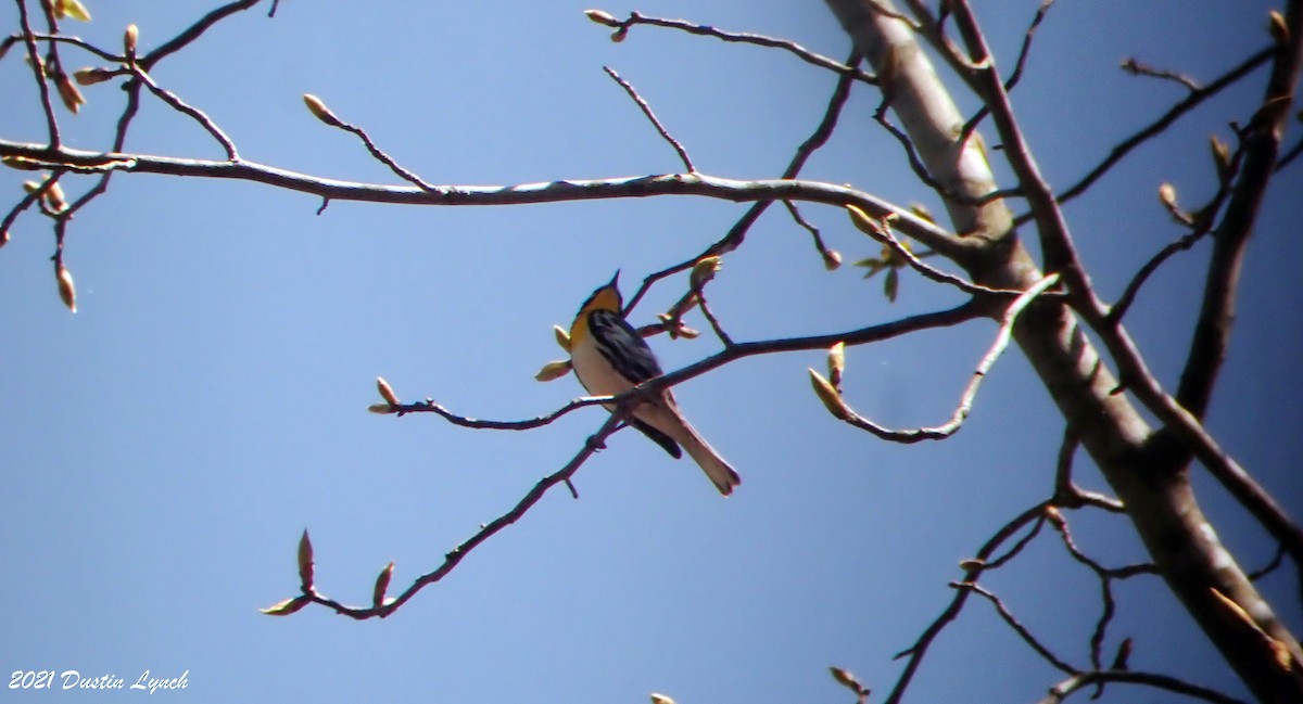 キノドアメリカムシクイ - ML645420577