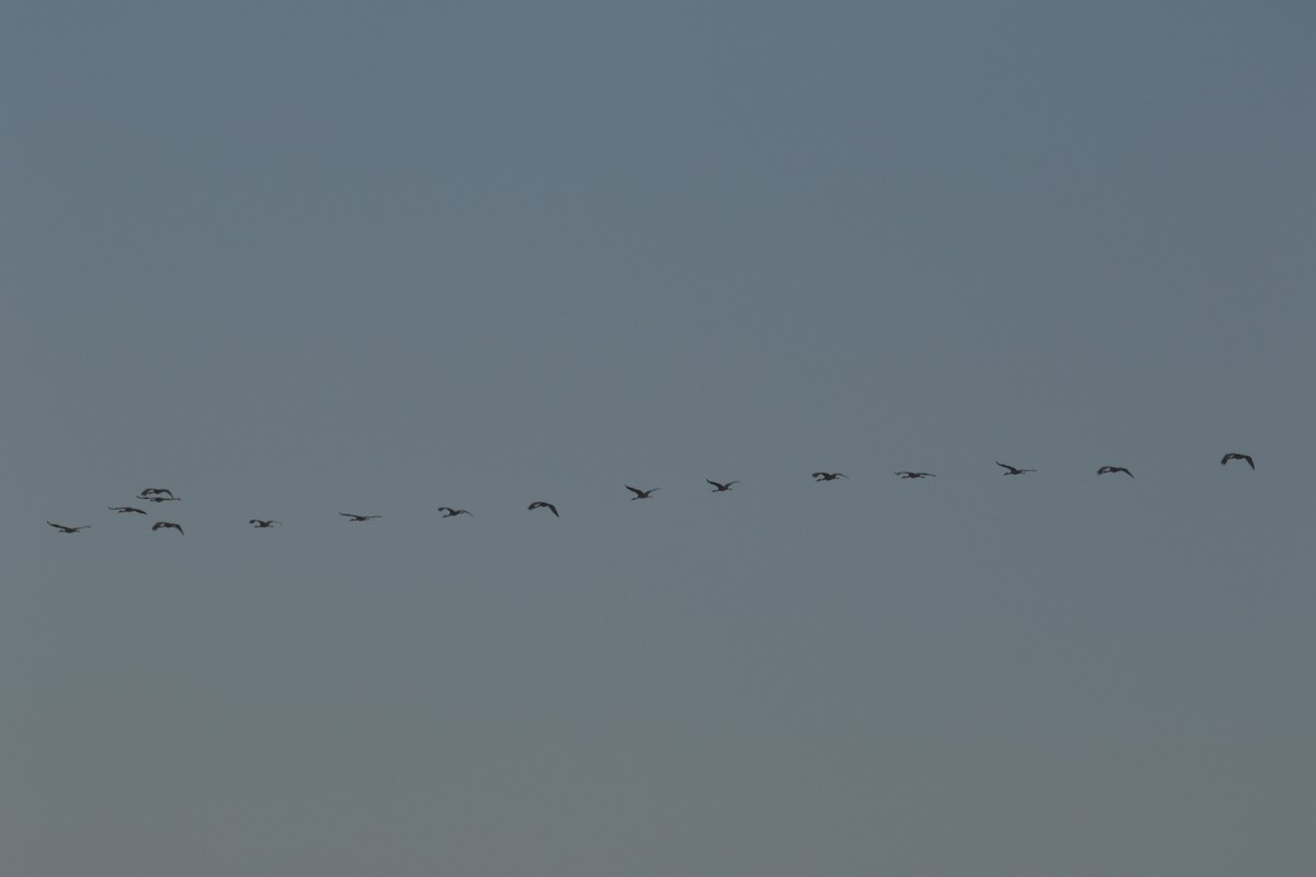 Sandhill Crane - ML645420581