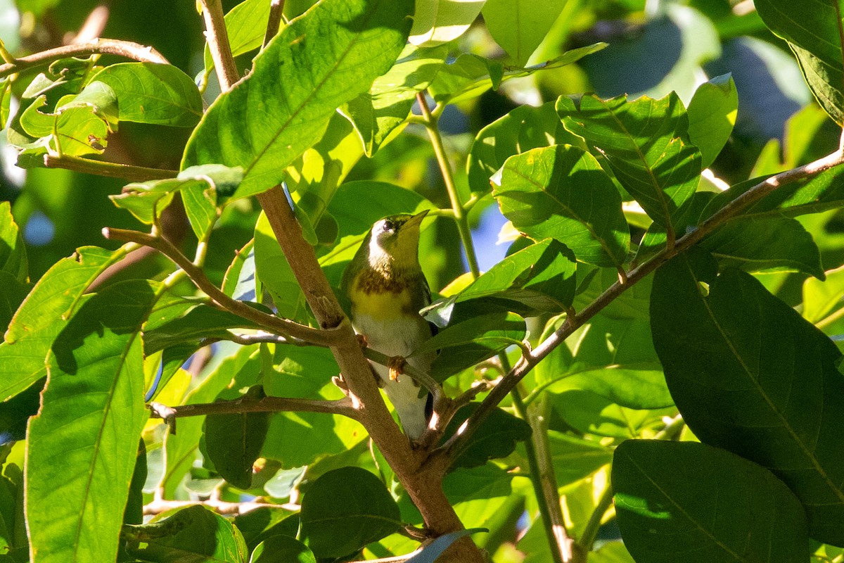 Northern Parula - ML645420582