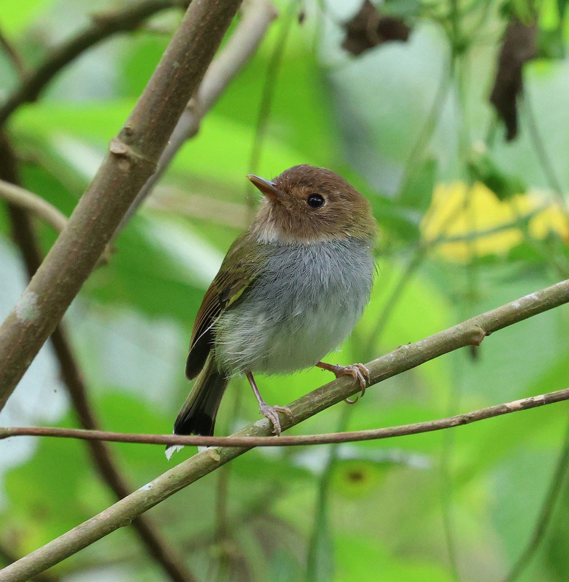 Вилохвостый тоди-тиранн - ML645420585