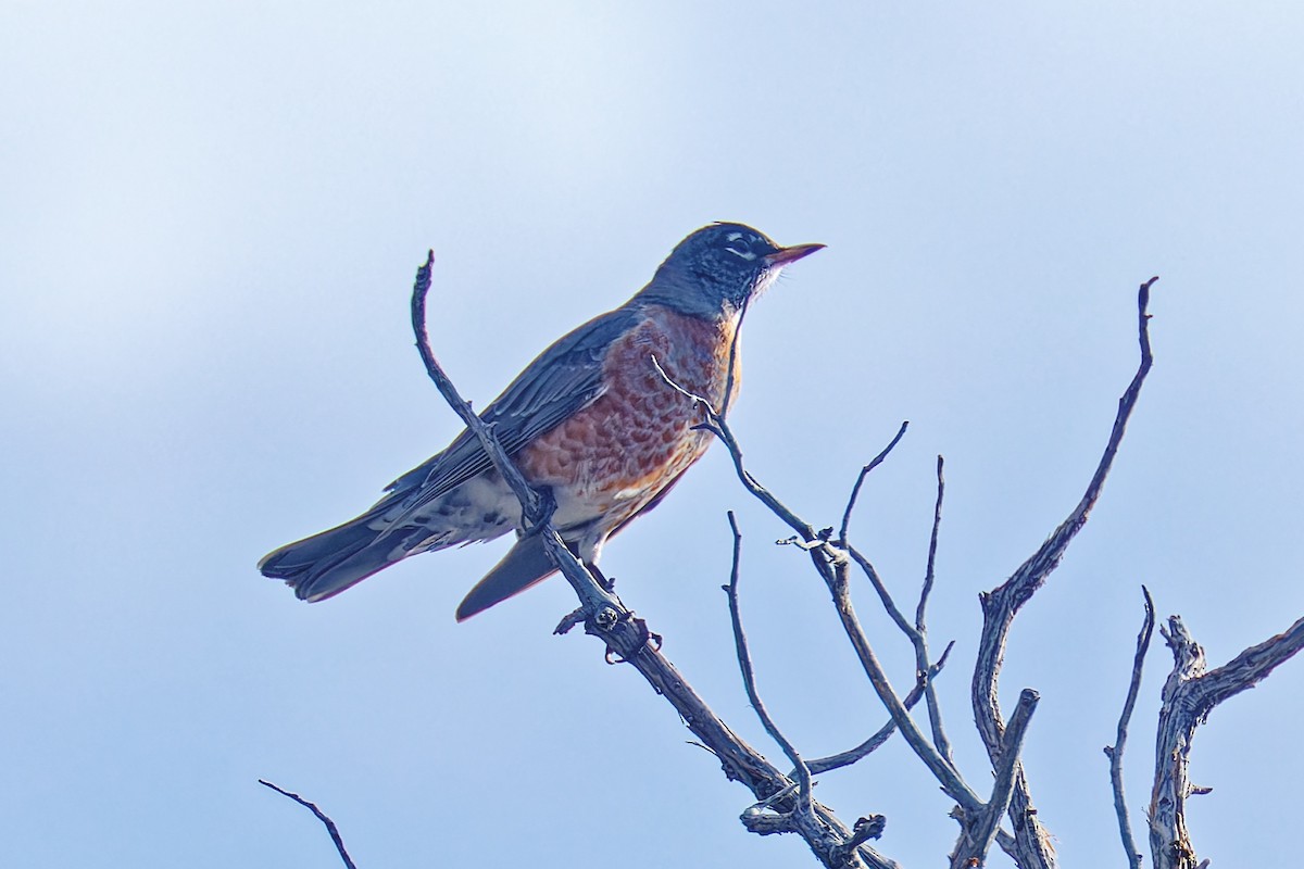 Дрізд мандрівний - ML645420586