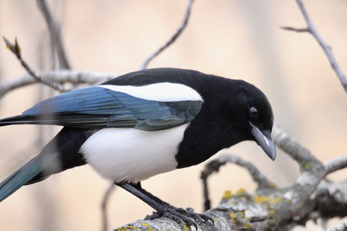 straka americká - ML645420588