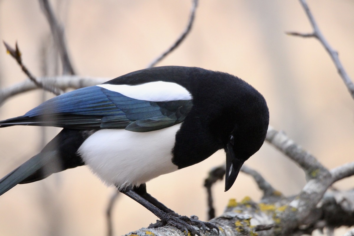 straka americká - ML645420589