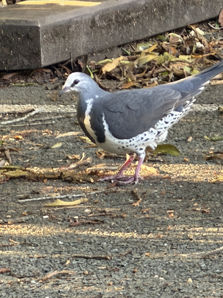 Wonga Pigeon - ML645420610