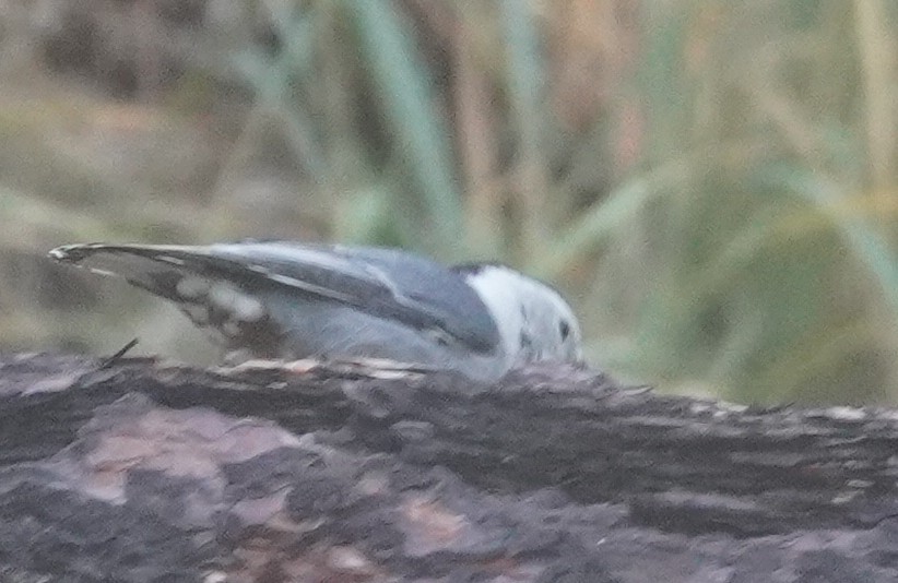 Sittelle à poitrine blanche - ML645420615