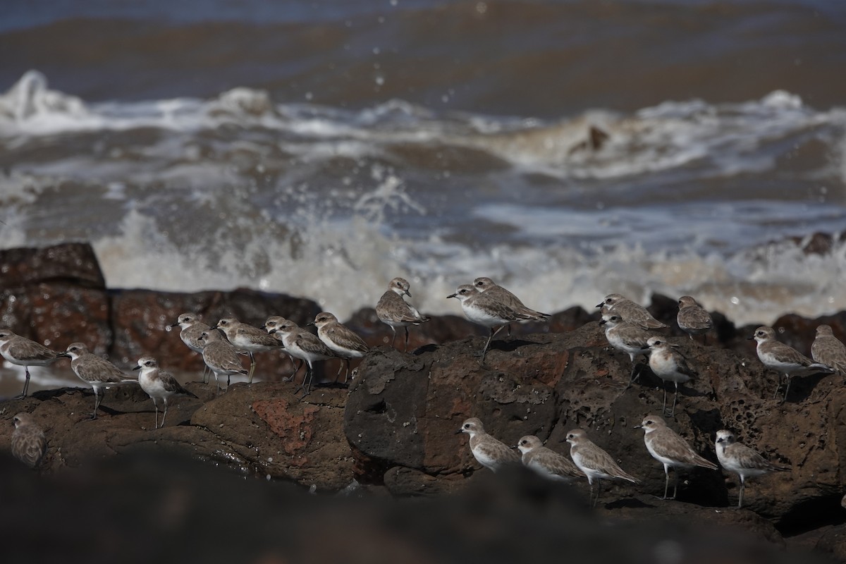 Tibetan Sand-Plover - ML645420616