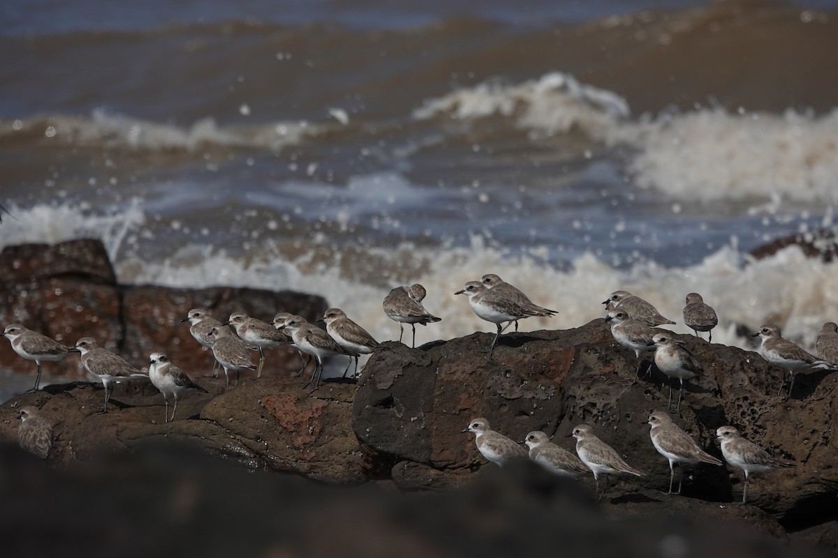 Tibetan Sand-Plover - ML645420617