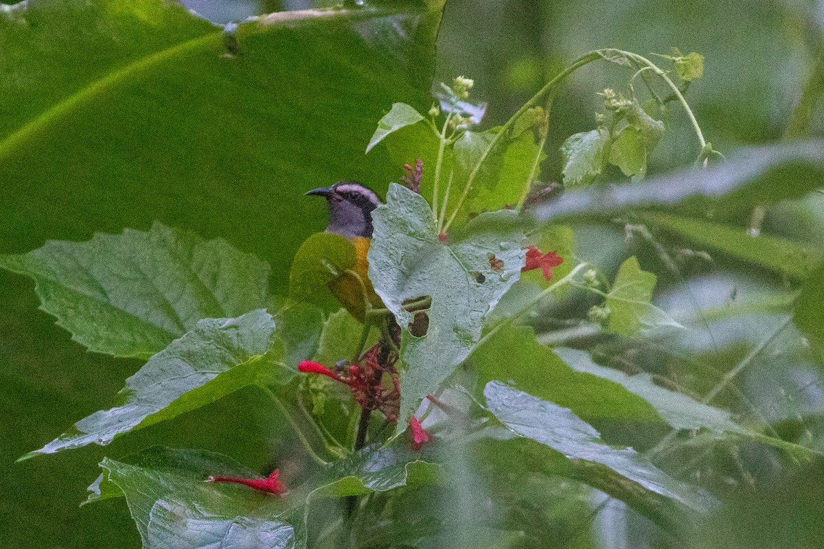 Sucrier à ventre jaune (groupe portoricensis) - ML645420623