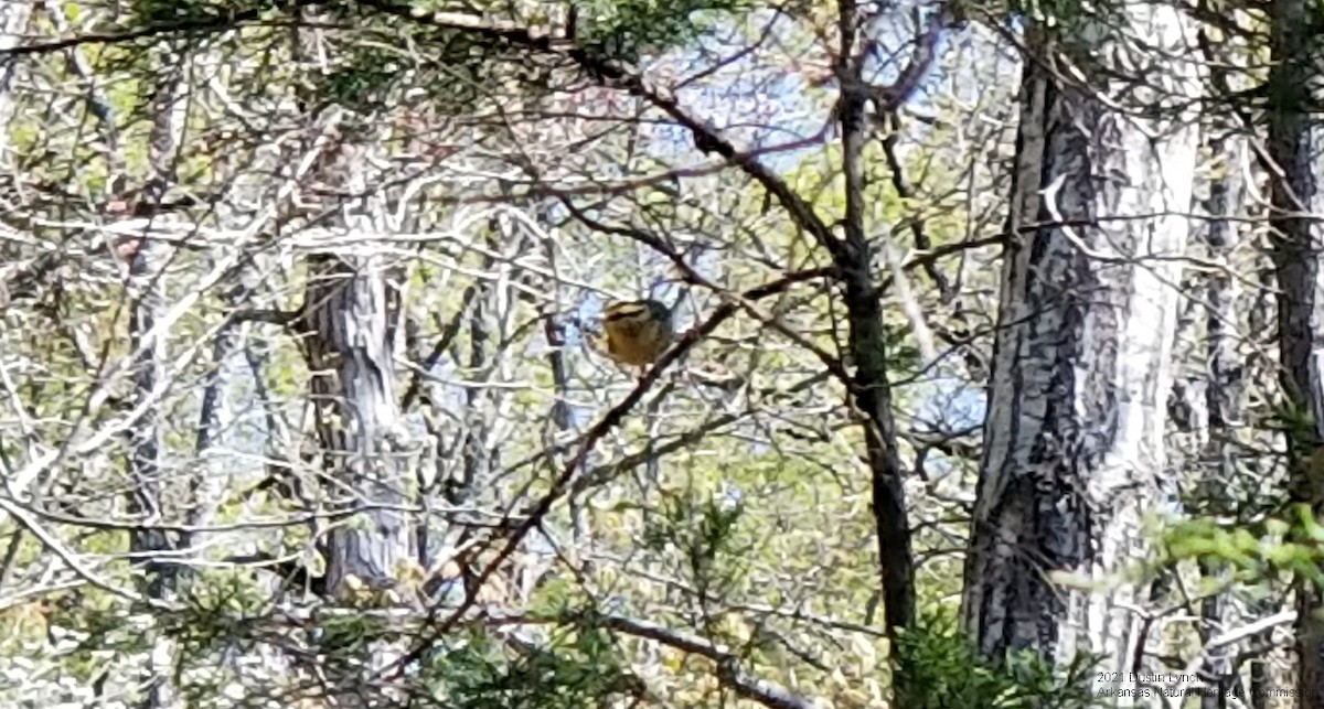 フタスジアメリカムシクイ - ML645420627