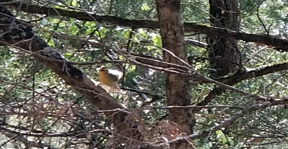 フタスジアメリカムシクイ - ML645420628