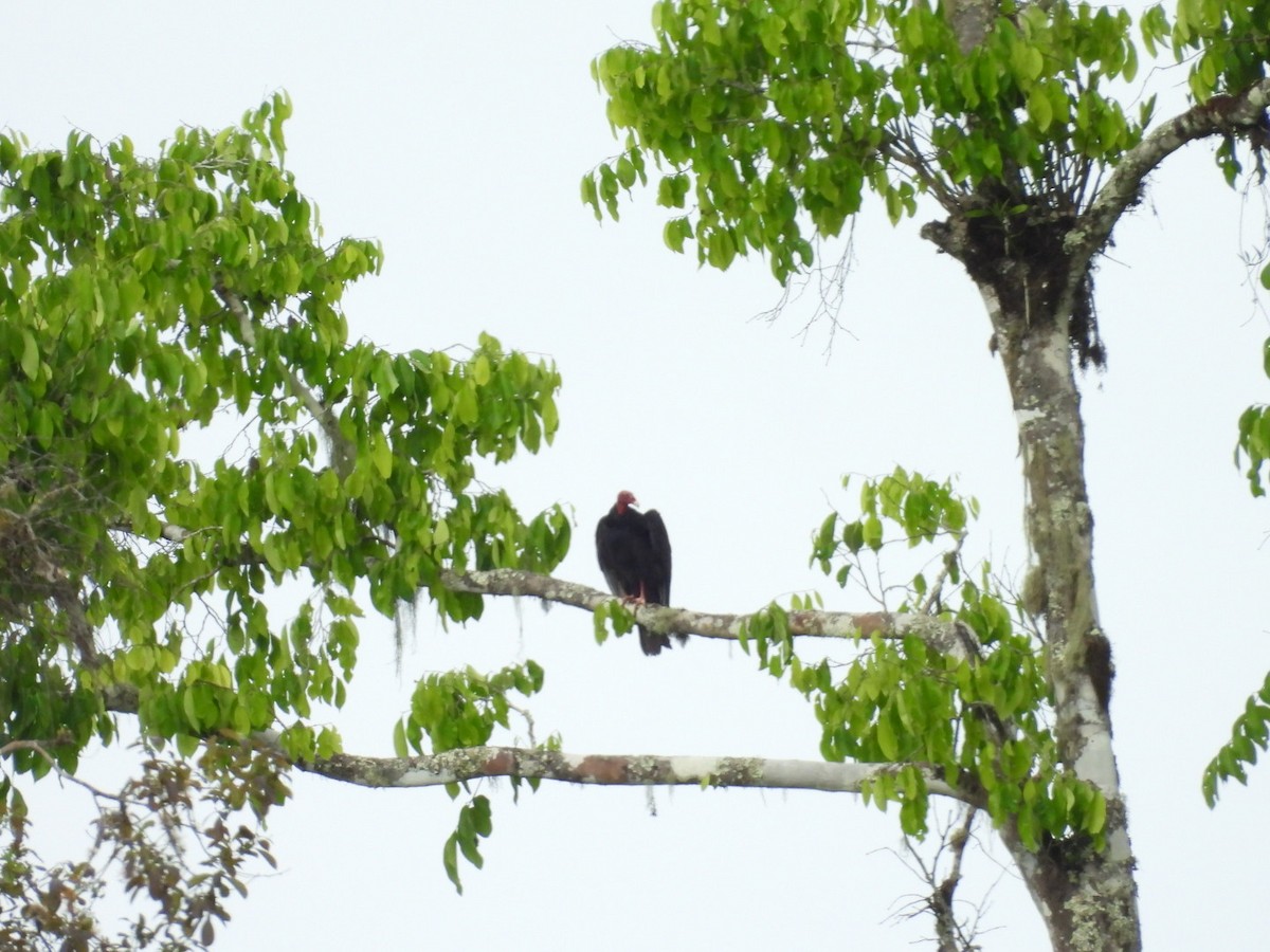 Turkey Vulture - ML645420630