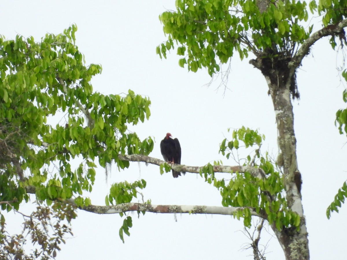 Turkey Vulture - ML645420631