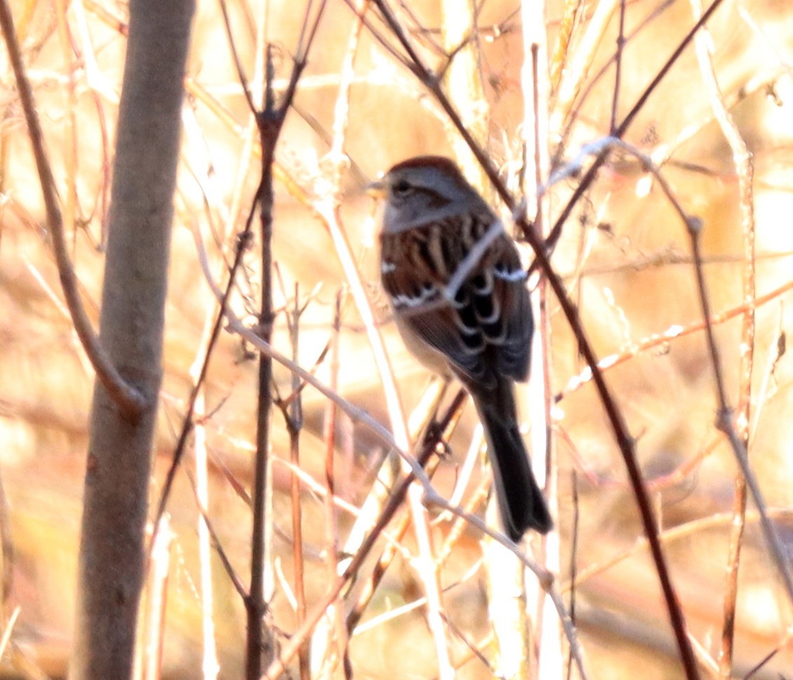 ムナフヒメドリ - ML645420639